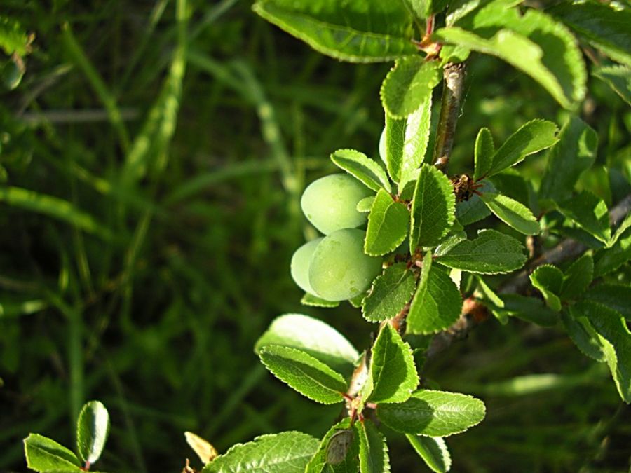 Prunus_spinosa_8.jpg