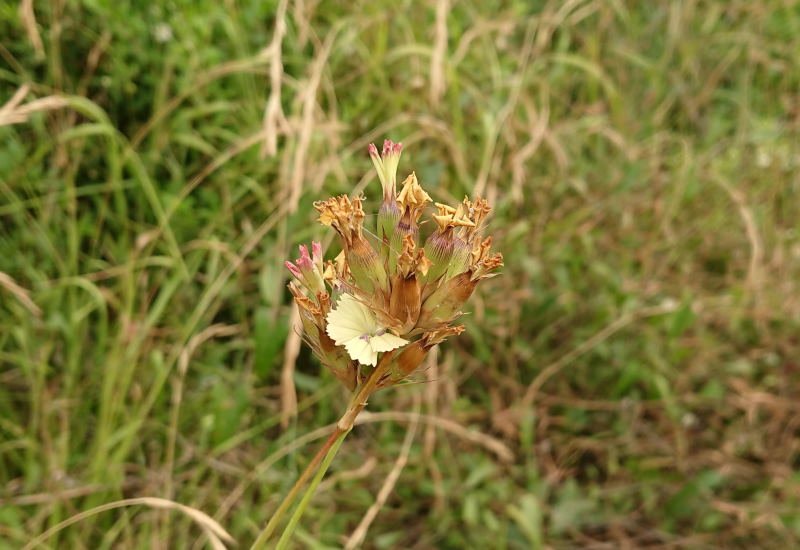 <i>Dianthus guliae</i> Janka