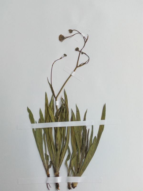 <i>Hieracium scorzonerifolium</i> Vill. subsp. <i>basiglaucum</i> Nägeli & Peter