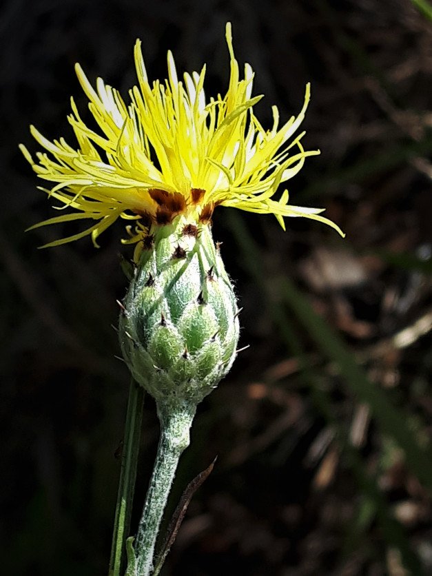 Centaurea arachnoidea subsp. montis-ferrati (5).jpg