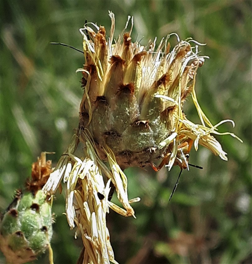 <i>Centaurea arachnoidea</i> Viv. subsp. <i>montis-ferrati</i> Ricceri, Moraldo & F.Conti