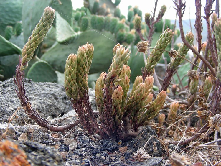 <i>Petrosedum sediforme</i> (Jacq.) Grulich subsp. <i>sediforme</i>