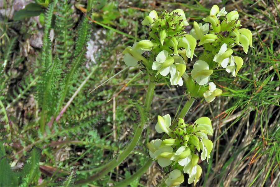 <i>Pedicularis tuberosa</i> L.