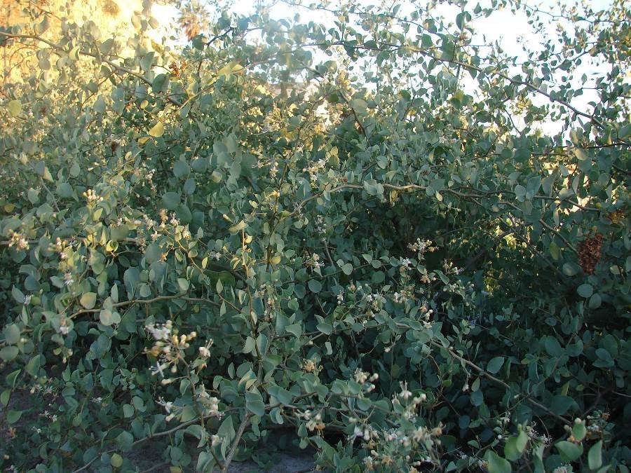 <i>Lycium boerhaviifolium</i> L.f.