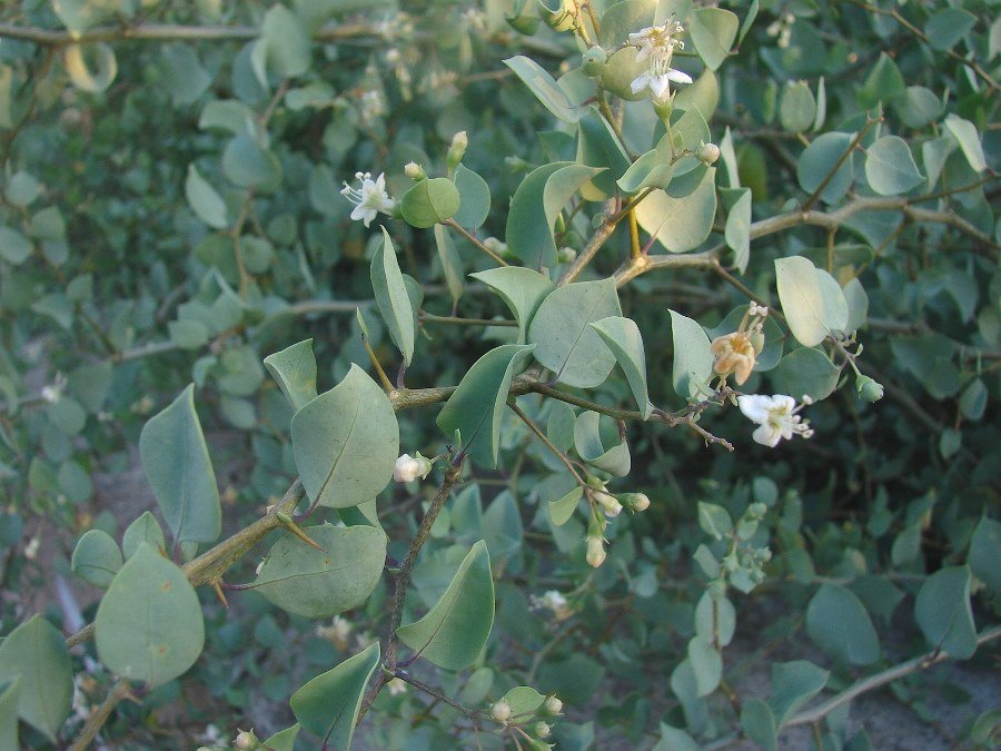 Lycium boerhaviifolium
