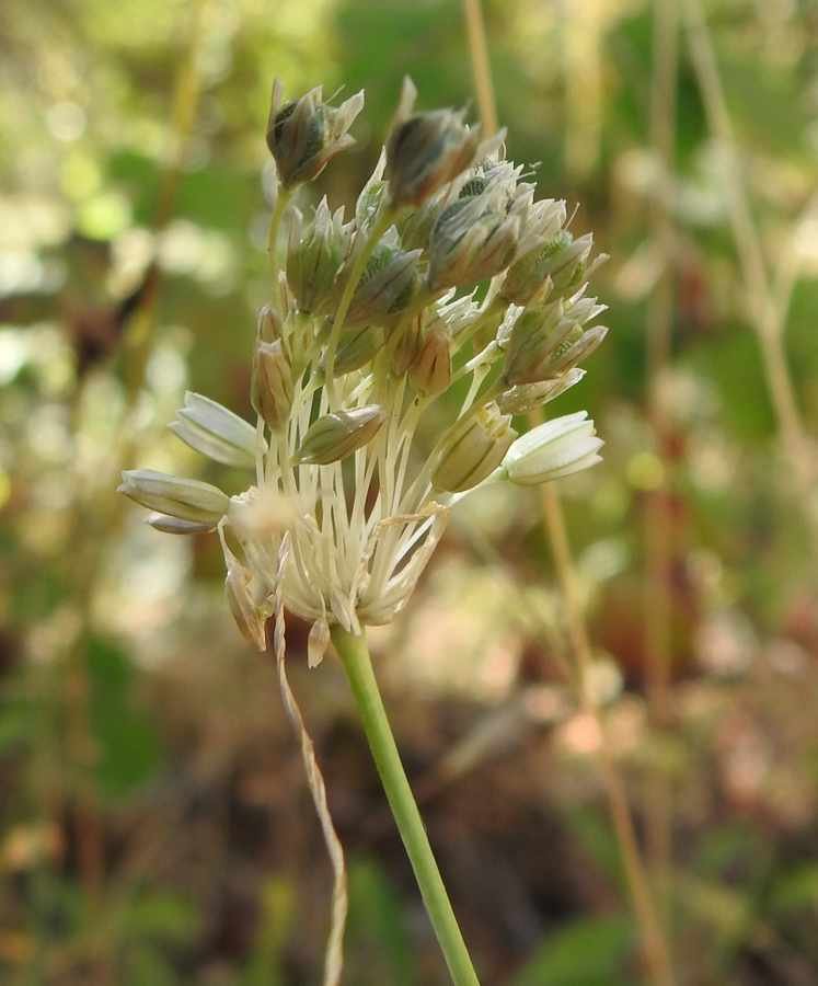 <i>Allium aetnense</i> Brullo, Pavone & Salmeri
