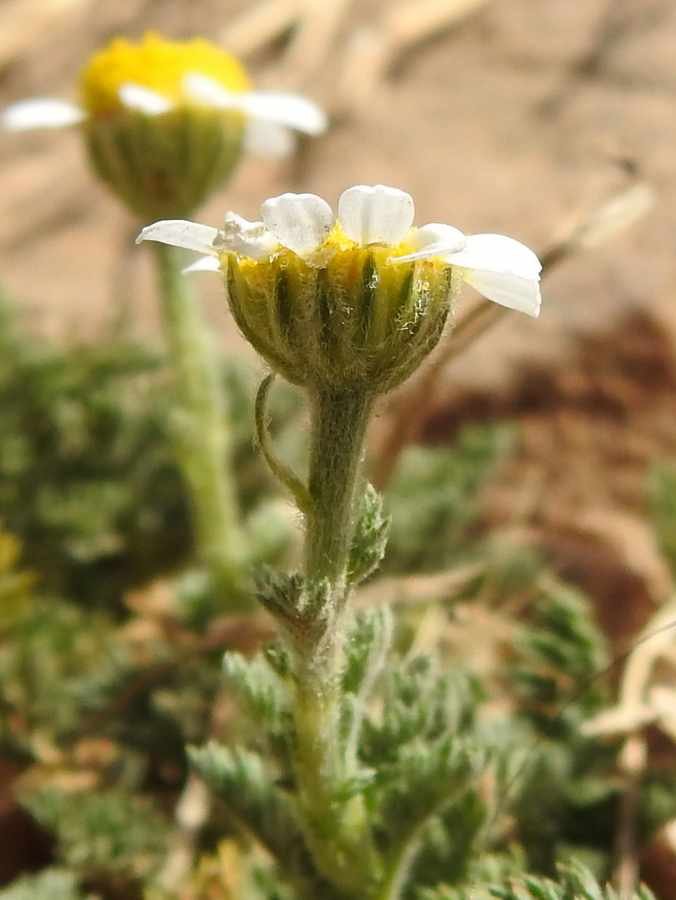 <i>Anthemis arvensis</i> L. subsp. <i>sphacelata</i> (C.Presl) R.Fern.