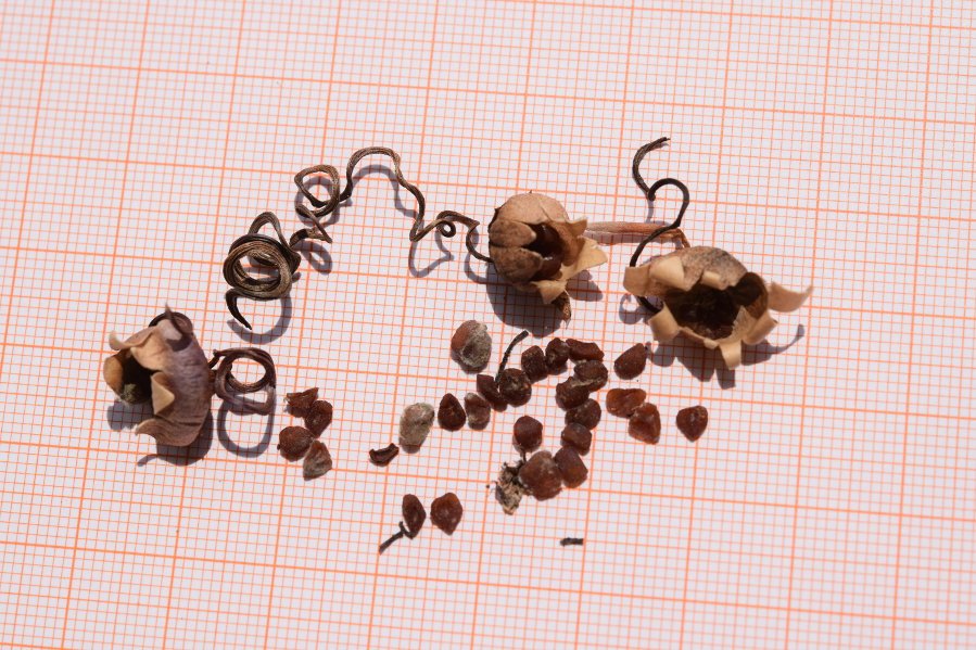 <i>Cyclamen purpurascens</i> Mill. subsp. <i>purpurascens</i>