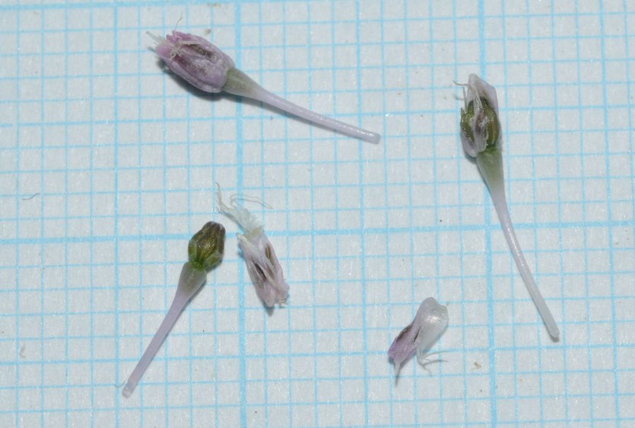 <i>Allium amethystinum</i> Tausch