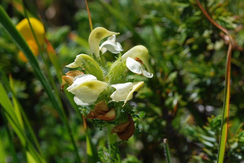 <i>Pedicularis tuberosa</i> L.