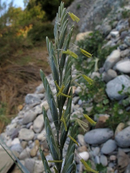 <i>Elymus repens</i> (L.) Gould subsp. <i>repens</i>