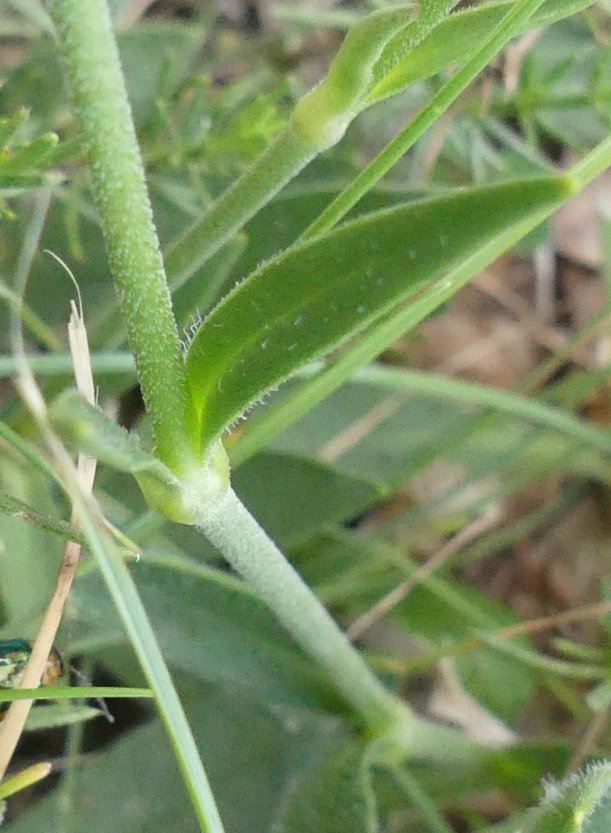 <i>Silene ciliata</i> Pourr. subsp. <i>graefferi</i> (Guss.) Nyman