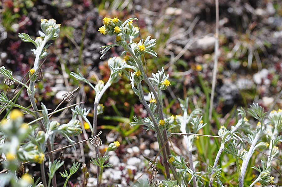 <i>Artemisia umbelliformis</i> Lam.