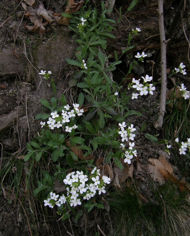 <i>Arabis alpina</i> L. subsp. <i>caucasica</i> (Willd.) Briq.
