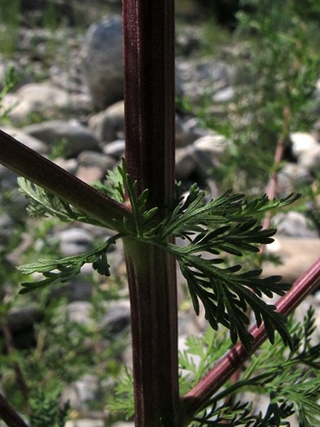 <i>Artemisia annua</i> L.