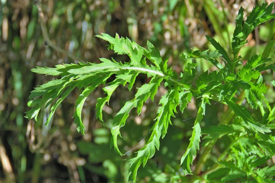 <i>Tanacetum vulgare</i> L. subsp. <i>vulgare</i>