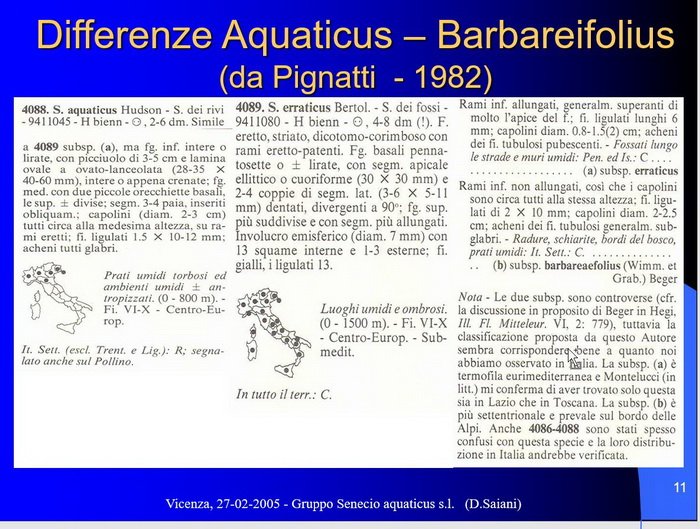 2021-09-07 10_29_17-IL Gruppo Senecio aquaticus s.l.ppt  -  Modalità compatibilità - PowerPoint_ridimensiona.jpg