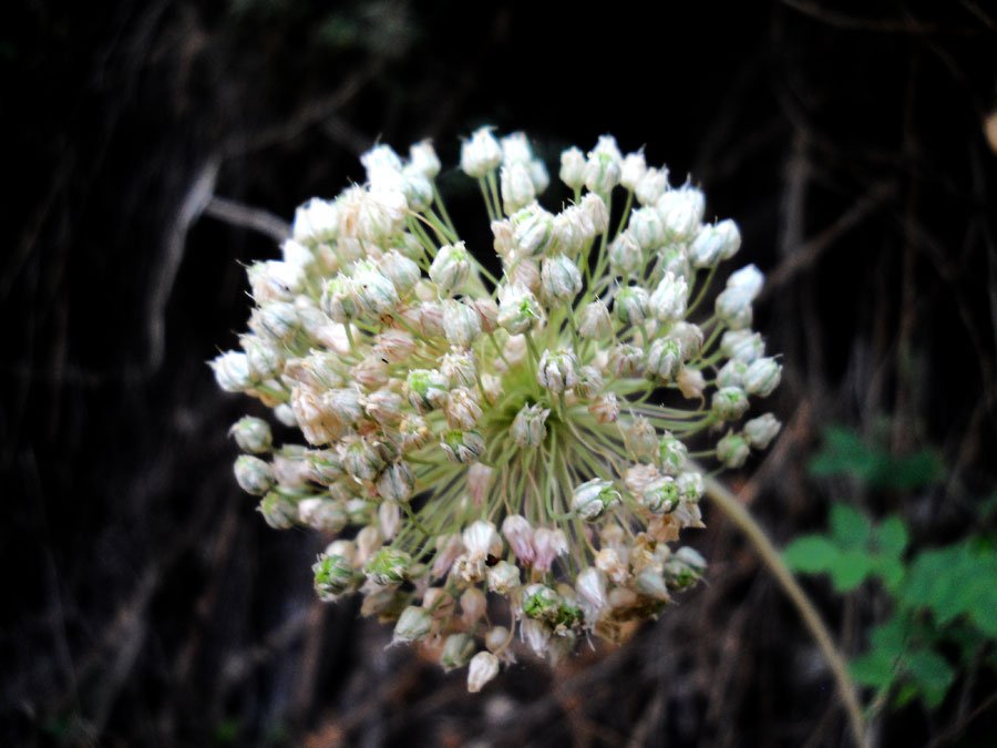 <i>Allium sphaerocephalon</i> L. subsp. <i>sphaerocephalon</i>