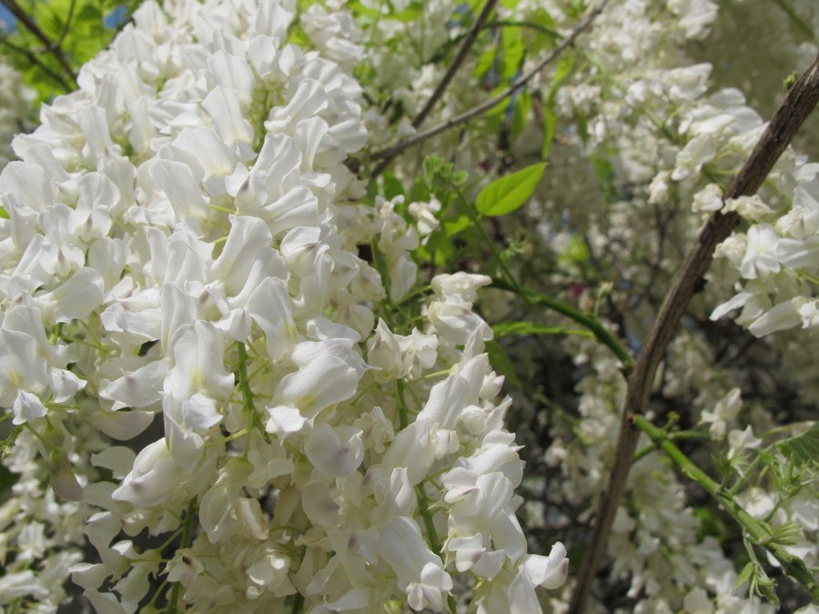 <i>Wisteria floribunda</i> (Willd.) DC.