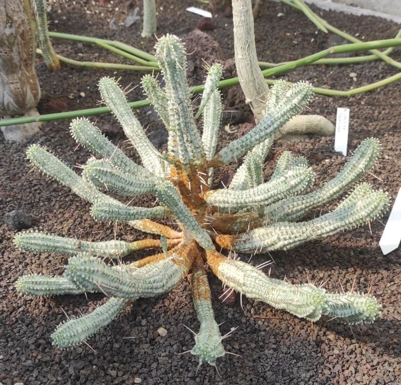 Euphorbia mammilaris bis2.jpg
