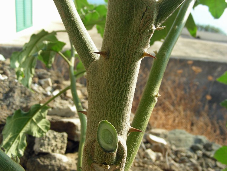 <i>Solanum torvum</i> Sw.