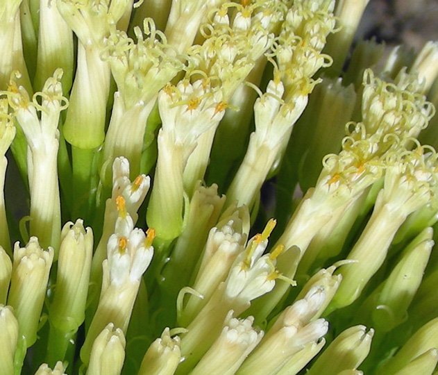 <i>Kleinia neriifolia</i> Haw.