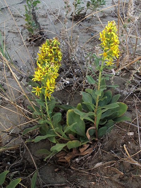 <i>Solidago virgaurea</i> L. subsp. <i>litoralis</i> (Savi) Briq. & Cavill.