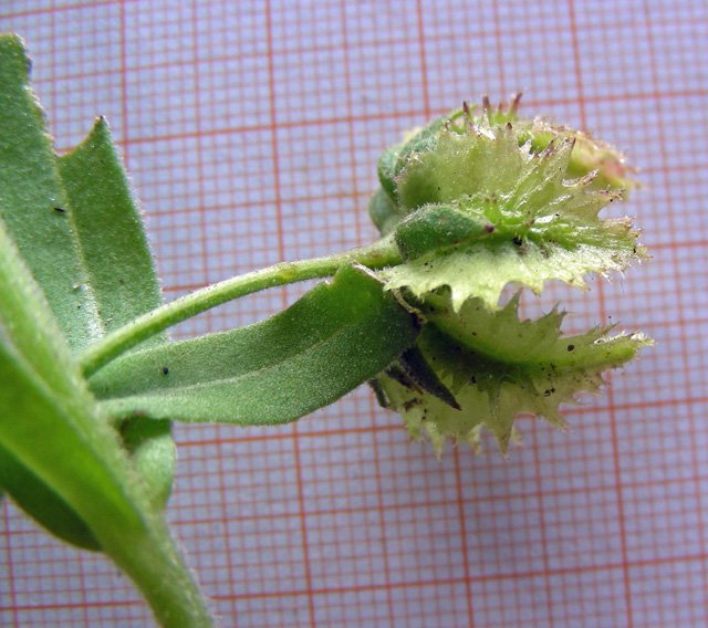 <i>Calendula tripterocarpa</i> Rupr.