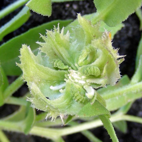 <i>Calendula tripterocarpa</i> Rupr.