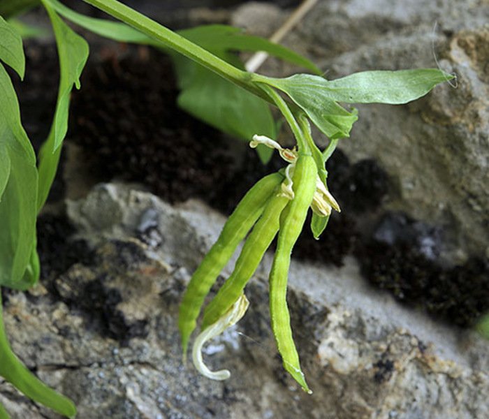 <i>Corydalis capnoides</i> (L.) Pers.