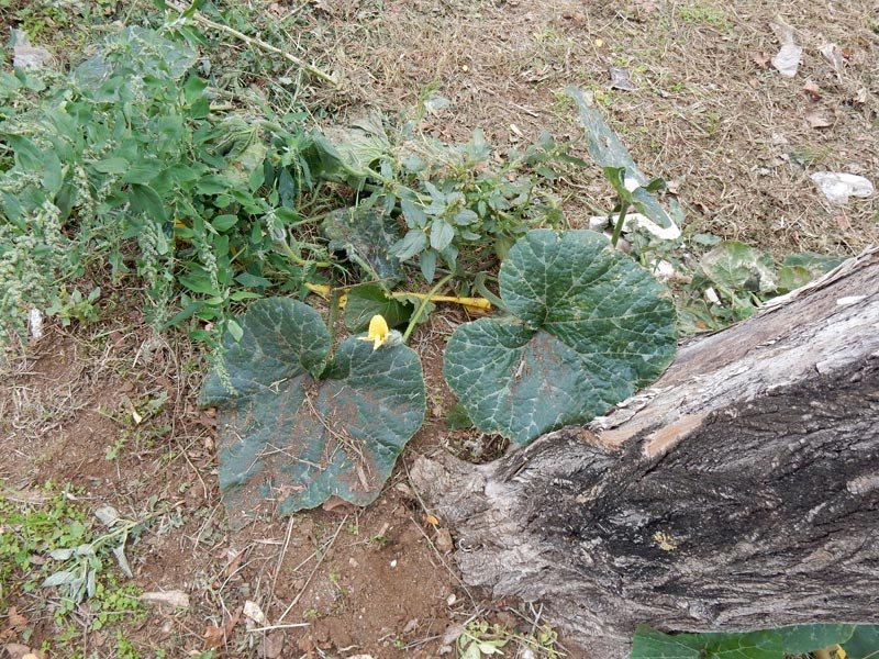 <i>Cucurbita maxima</i> Duchesne subsp. <i>maxima</i>