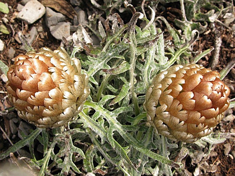 <i>Rhaponticum coniferum</i> (L.) Greuter
