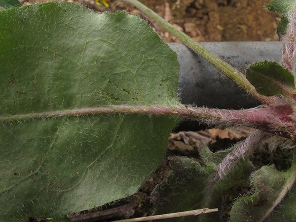 <i>Hieracium glaucinum</i> Jord. subsp. <i>glaucinum</i>
