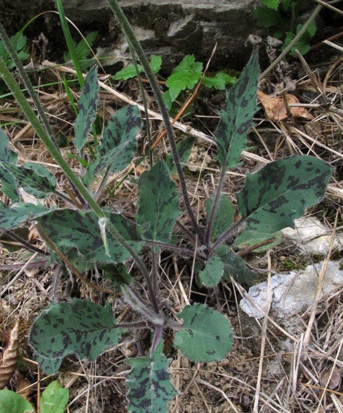 <i>Hieracium hypochoeroides</i> S.Gibson subsp. <i>prasinophyton</i> (Zahn) Greuter