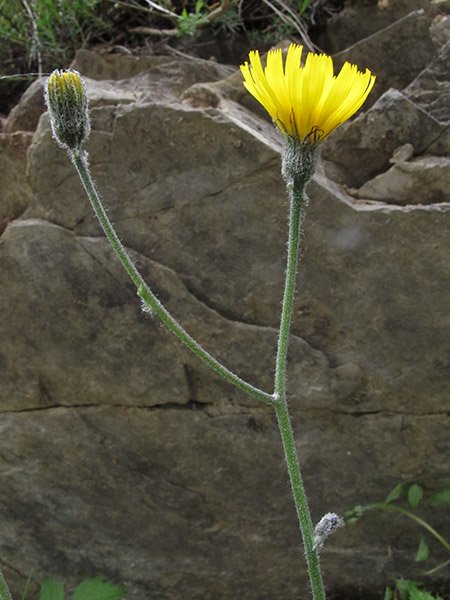 <i>Hieracium hypochoeroides</i> S.Gibson subsp. <i>prasinophyton</i> (Zahn) Greuter