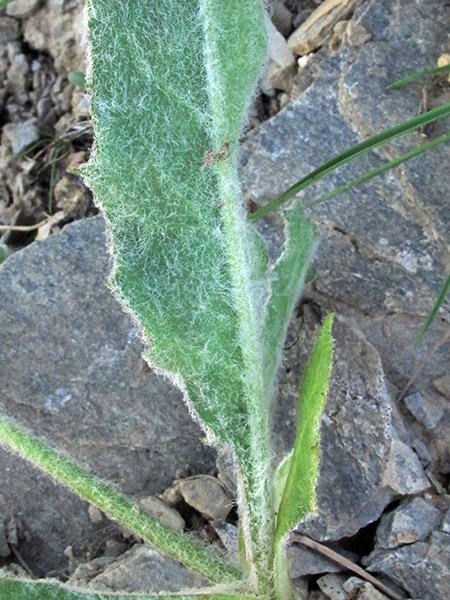 <i>Hieracium pellitum</i> Fr. subsp. <i>pictifolium</i> Zahn