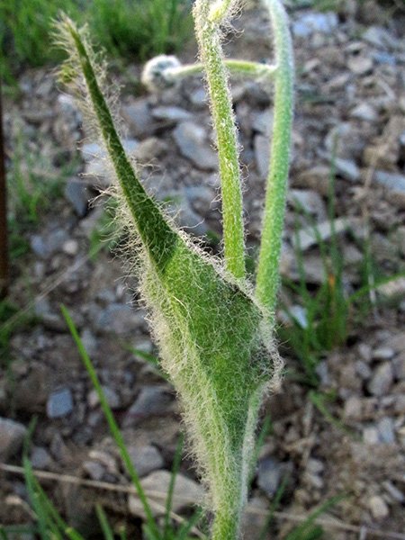 <i>Hieracium pellitum</i> Fr. subsp. <i>pictifolium</i> Zahn