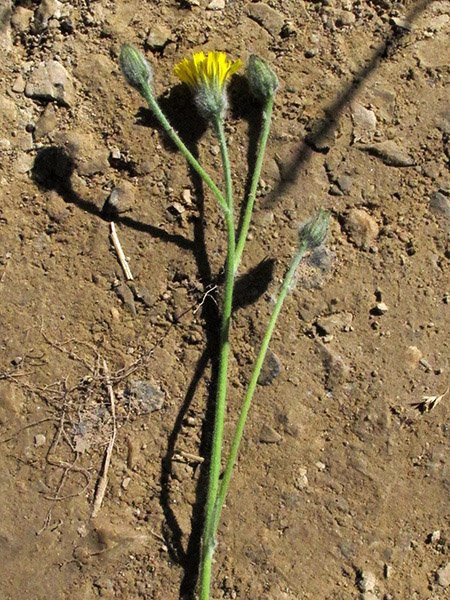 <i>Hieracium pellitum</i> Fr. subsp. <i>pellitum</i>