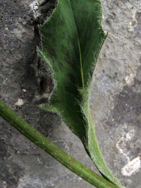 <i>Hieracium pulchellum</i> Gren. ex Griseb. subsp. <i>pleioscapum</i> Zahn