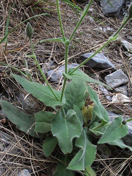 <i>Hieracium monregalense</i> Burnat & Gremli