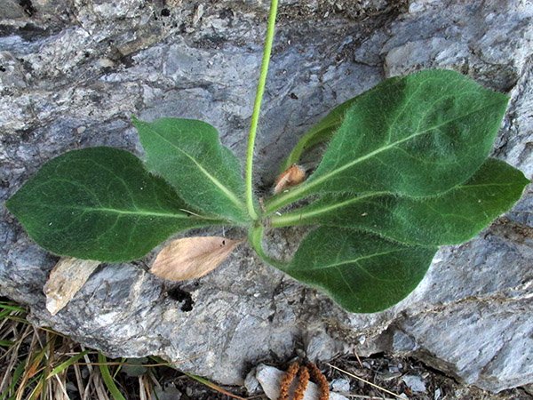 <i>Hieracium bicknellianum</i> Belli & Arv.-Touv.