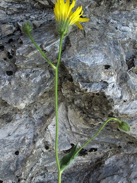 <i>Hieracium bicknellianum</i> Belli & Arv.-Touv.