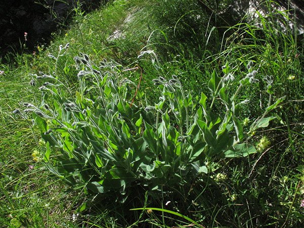 <i>Hieracium verbascifolium</i> Vill. subsp. <i>mallophorum</i> (Nägeli & Peter) Zahn