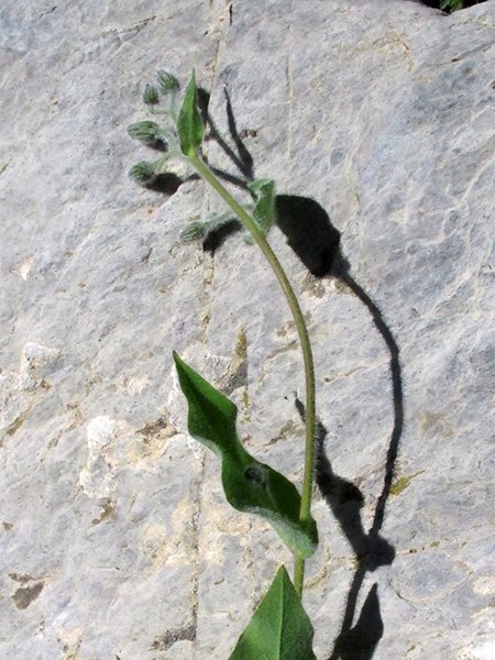 <i>Hieracium verbascifolium</i> Vill. subsp. <i>mallophorum</i> (Nägeli & Peter) Zahn
