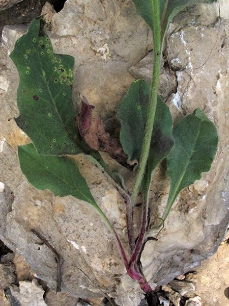 <i>Hieracium jordanii</i> Arv.-Touv. subsp. <i>pseudotomentosum</i> (Nägeli & Peter) Zahn