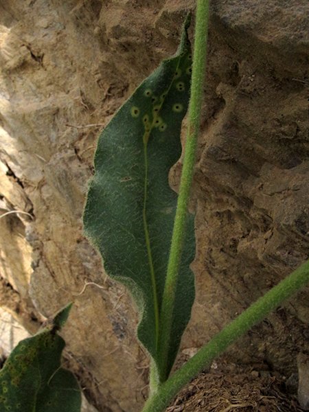 <i>Hieracium jordanii</i> Arv.-Touv. subsp. <i>pseudotomentosum</i> (Nägeli & Peter) Zahn
