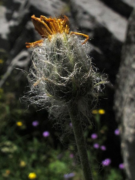 <i>Hieracium armerioides</i> Arv.-Touv. subsp. <i>anadenum</i> (Burnat & Gremli) Zahn