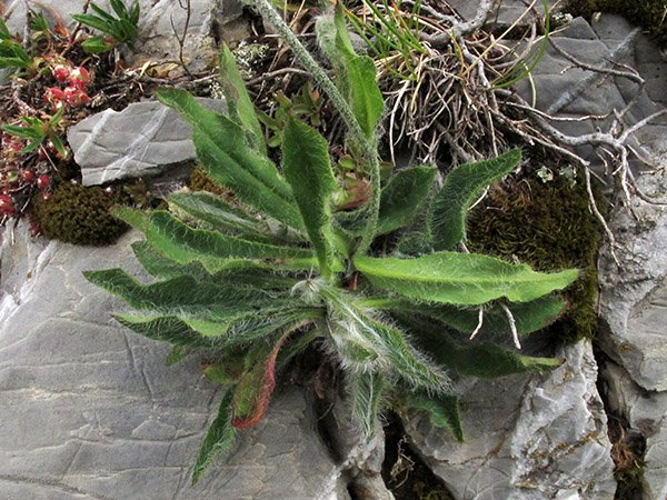 <i>Hieracium dasytrichum</i> Arv.-Touv. subsp. <i>subpiliferum</i> (Arv.-Touv.) Zahn