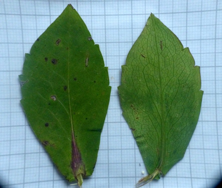 <i>Symphyotrichum x versicolor</i> (Willd.) G.L.Nesom