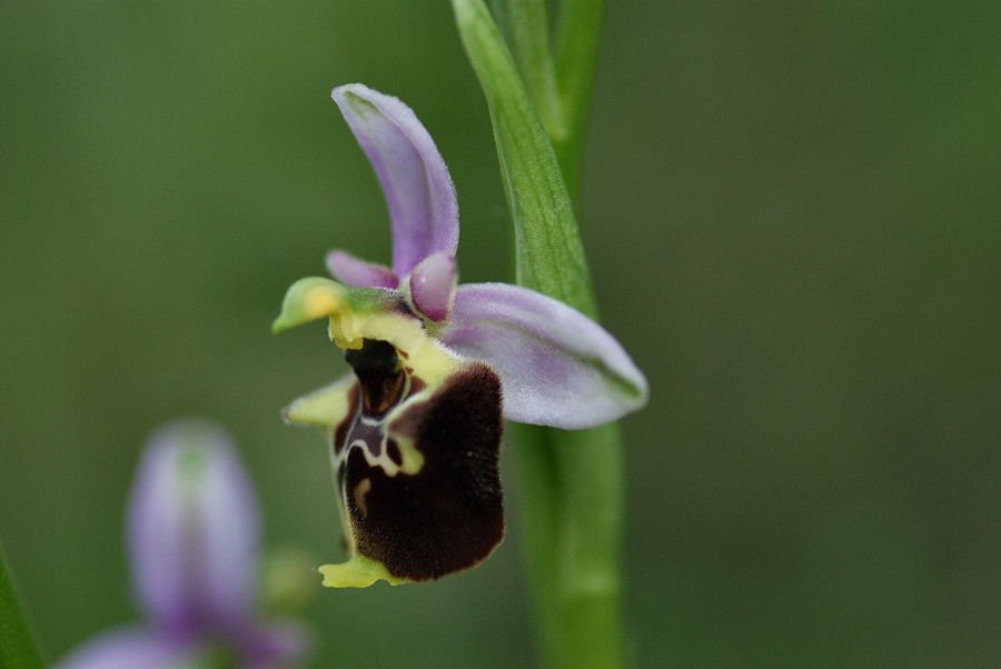<i>Ophrys pinguis</i> Romolini & Soca